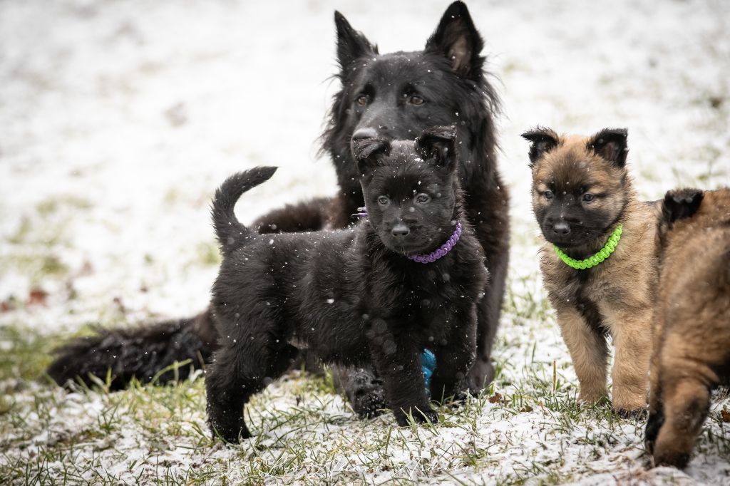 Des Abîmes Ardents - Chiot disponible  - Berger Belge