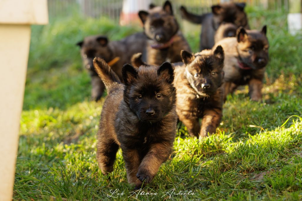 chiot Berger Belge Des Abîmes Ardents