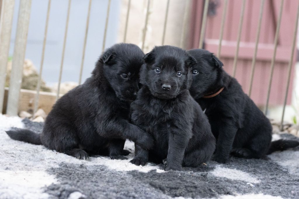 chiot Berger Belge Des Abîmes Ardents