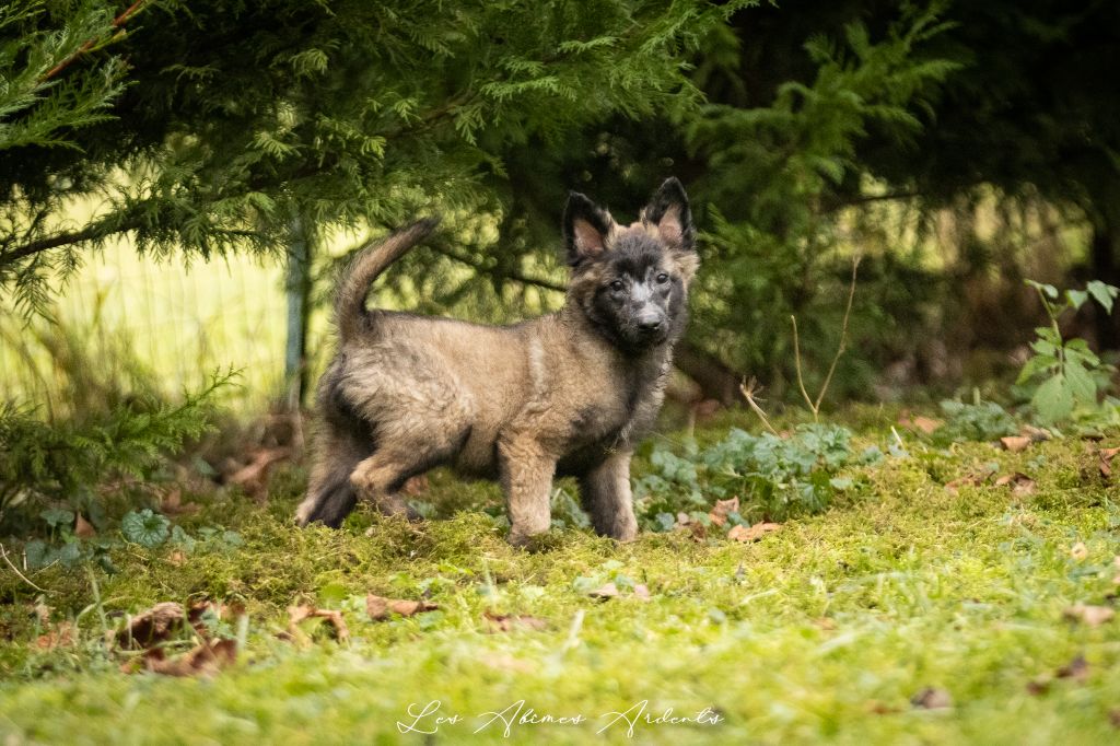 Des Abîmes Ardents - Chiot disponible  - Berger Belge