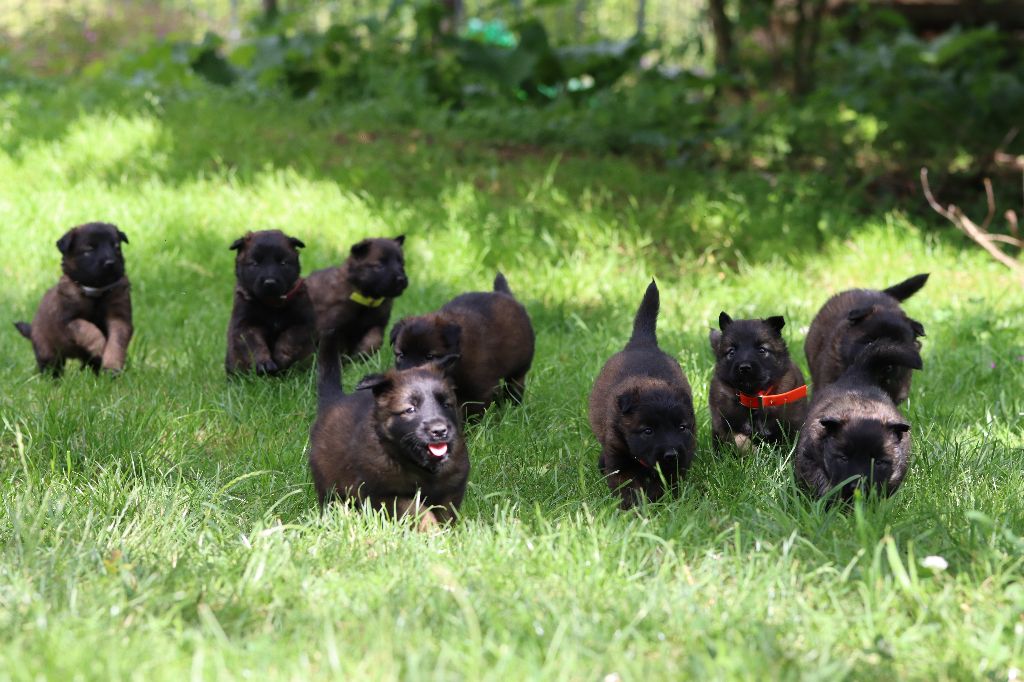 chiot Berger Belge Des Abîmes Ardents