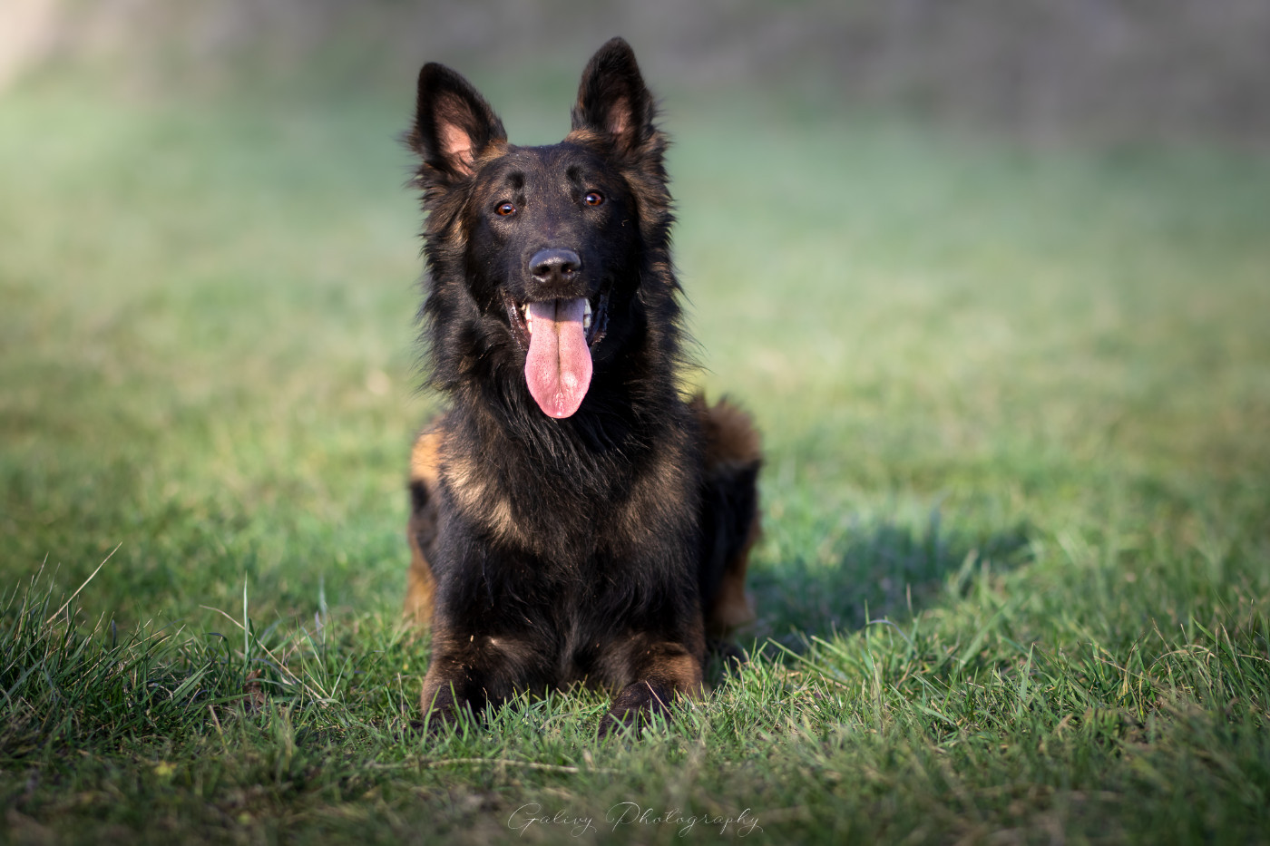 Playboy Des Abîmes Ardents