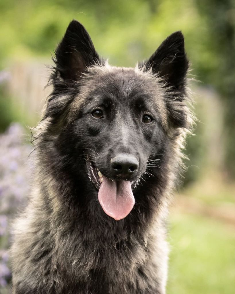 Vivlodvy Des Abîmes Ardents
