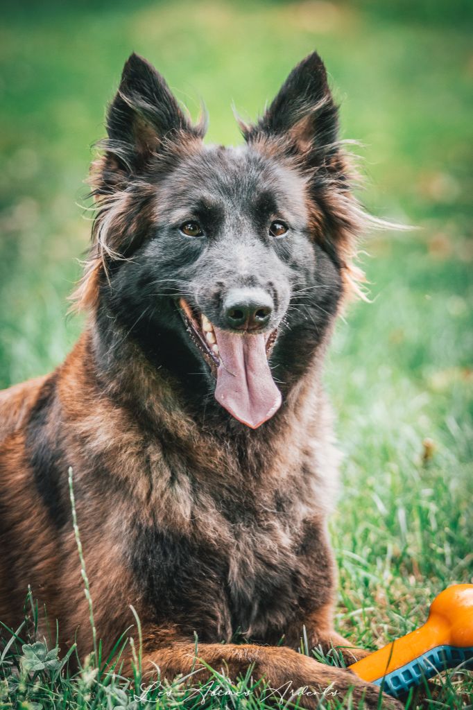 Tayviv Des Abîmes Ardents