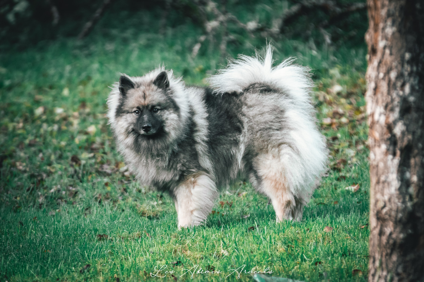 Ufya du royaume de b'oxie