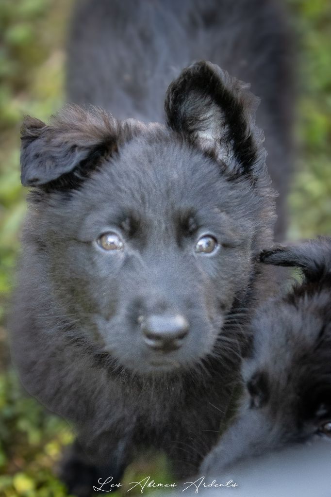 Des Abîmes Ardents - Chiots disponibles - Berger Belge