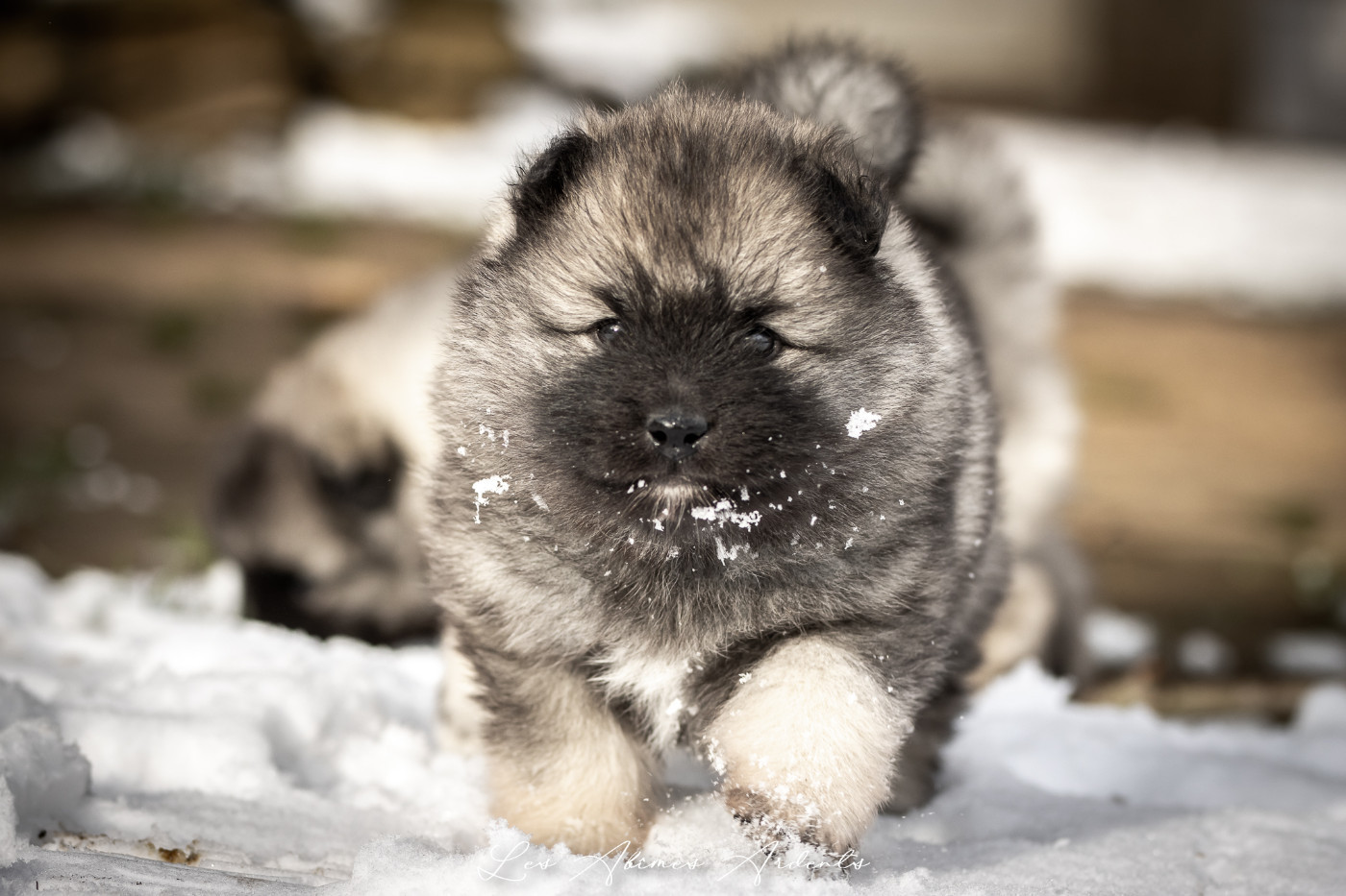 Des Abîmes Ardents - Chiots disponibles - Spitz allemand