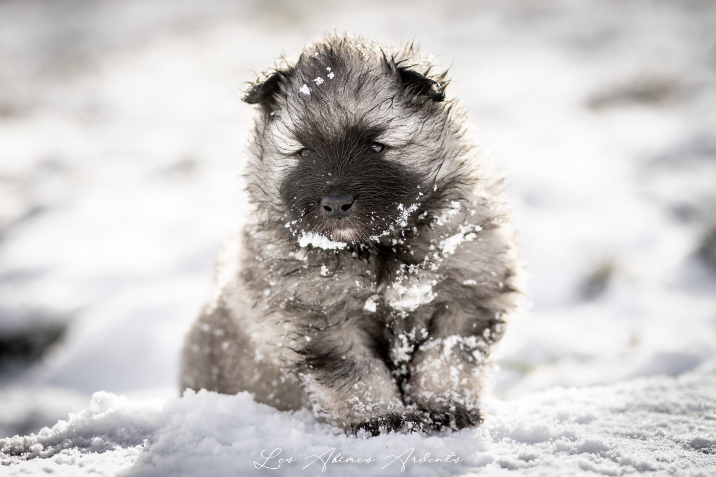 Des Abîmes Ardents - Chiots disponibles - Spitz allemand