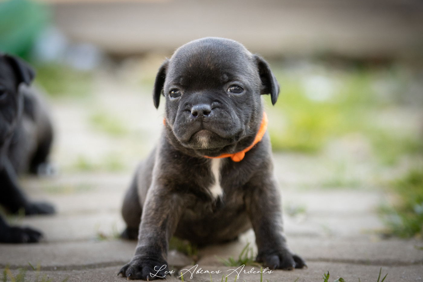 Des Abîmes Ardents - Chiots disponibles - Staffordshire Bull Terrier