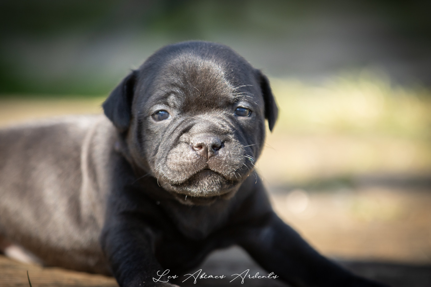Des Abîmes Ardents - Chiots disponibles - Staffordshire Bull Terrier