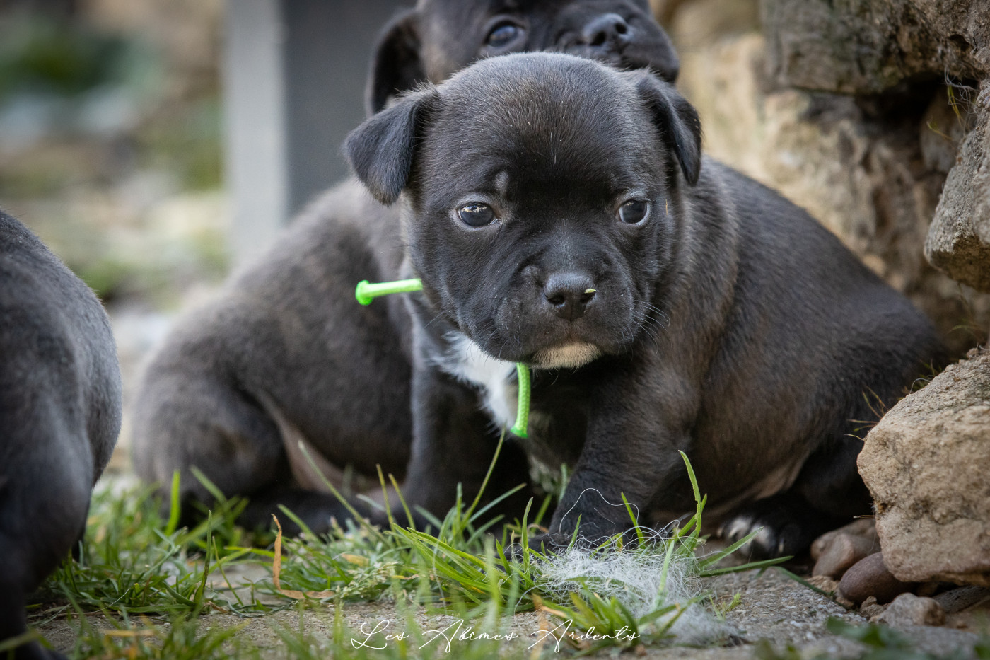 Des Abîmes Ardents - Chiots disponibles - Staffordshire Bull Terrier