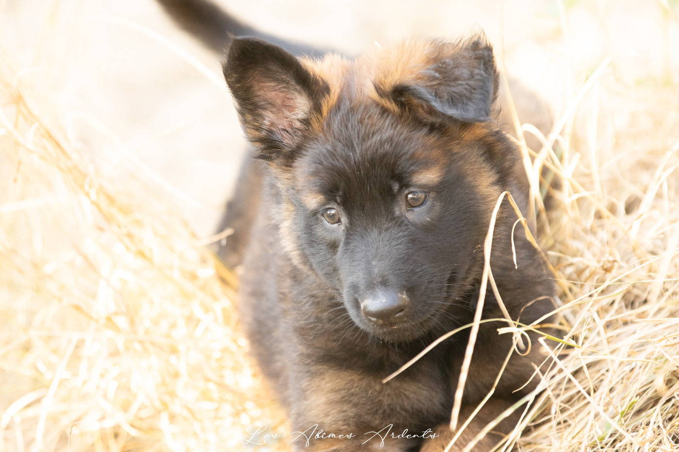 Des Abîmes Ardents - Chiots disponibles - Berger Belge