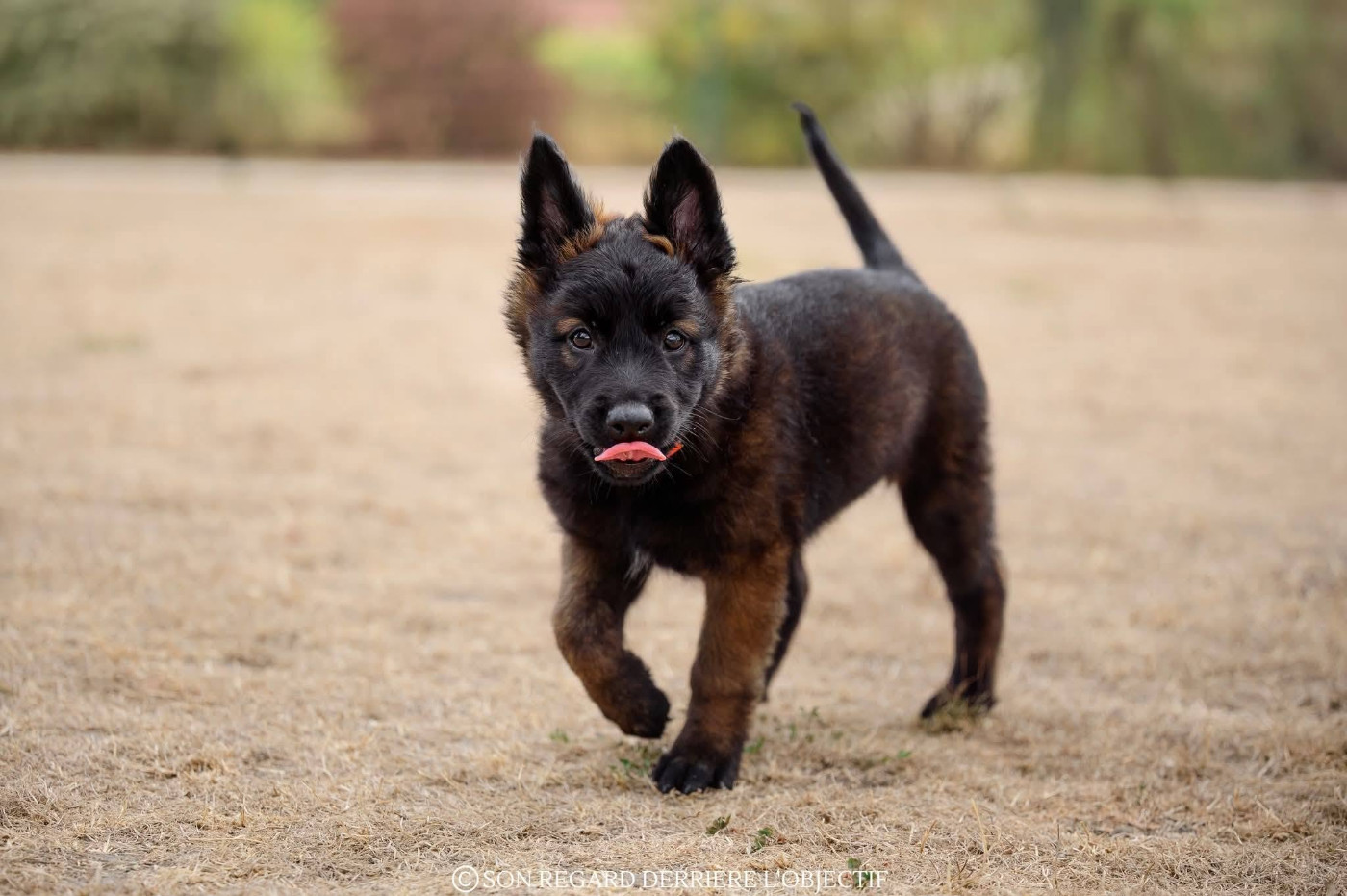 Des Abîmes Ardents - Chiots disponibles - Berger Belge