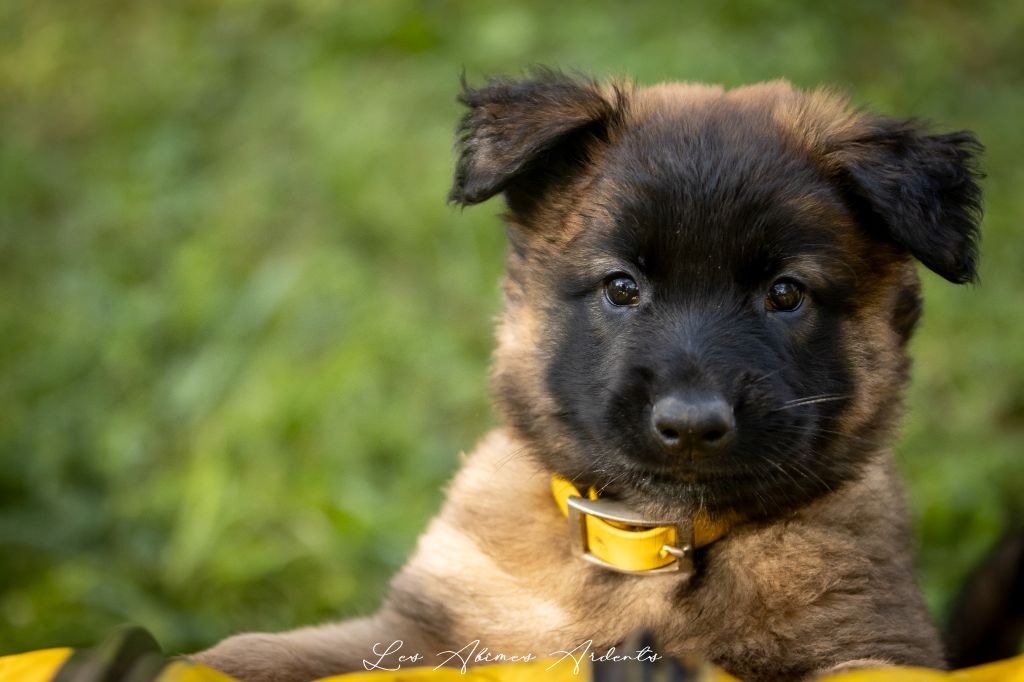 Des Abîmes Ardents - Chiots disponibles - Berger Belge