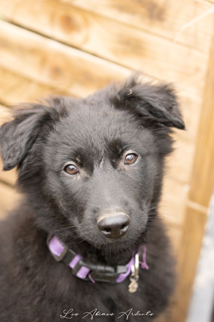 Des Abîmes Ardents - Chiots disponibles - Berger Belge
