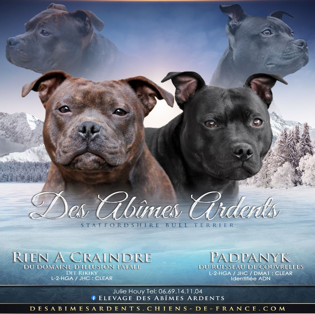 Des Abîmes Ardents - Staffordshire Bull Terrier - Portée née le 26/12/2021