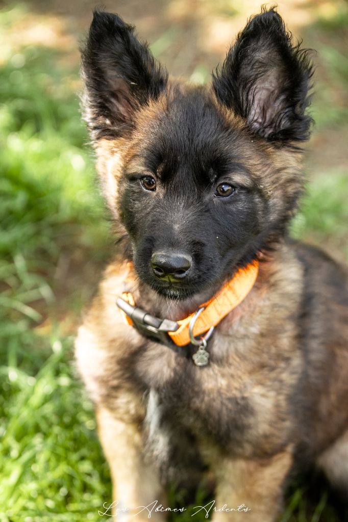 Des Abîmes Ardents - Chiots disponibles - Berger Belge