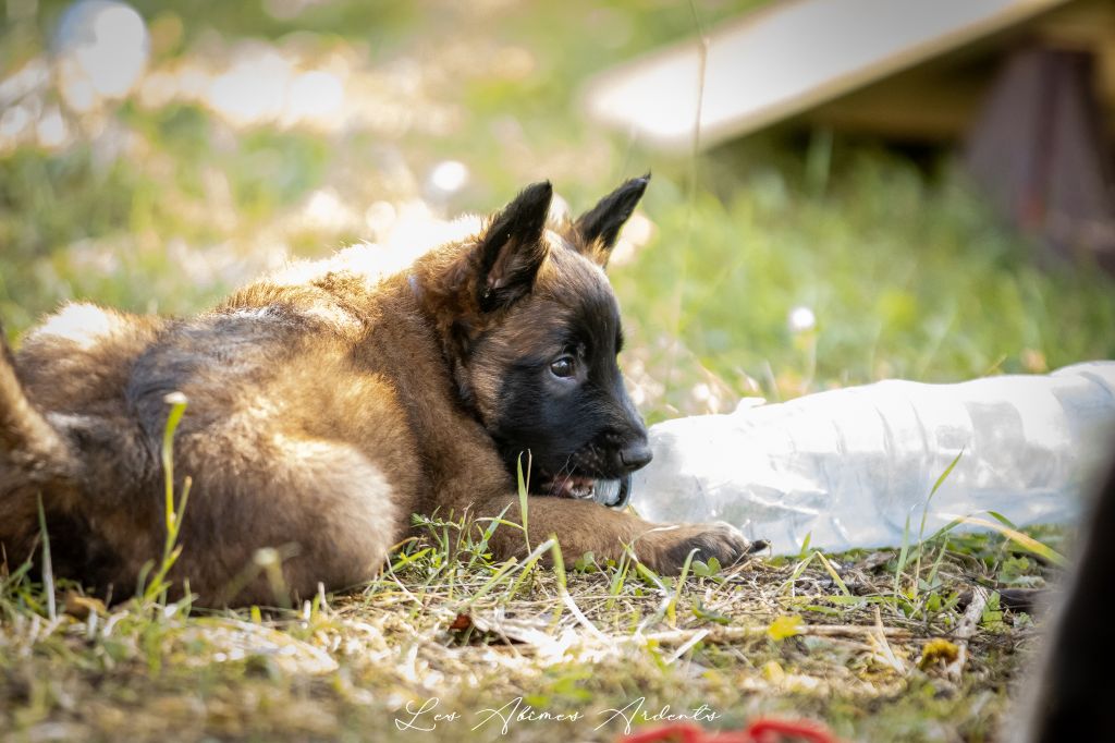 Des Abîmes Ardents - Chiots disponibles - Berger Belge