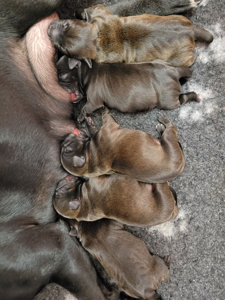 Chiot Staffordshire Bull Terrier Des Abîmes Ardents